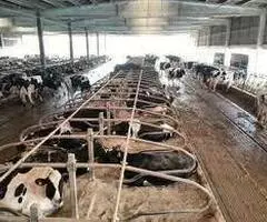 Se busca empleado para ganadería de vacuno