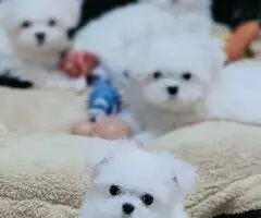 Cachorros BICHÓN MALTÉS