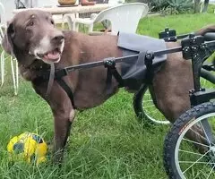 sillas de ruedas para perros - 2