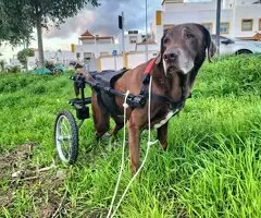 sillas de ruedas para perros - 3