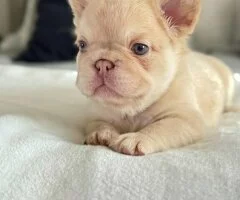 Preciosos cachorros de bulldog francés de 9 semanas.