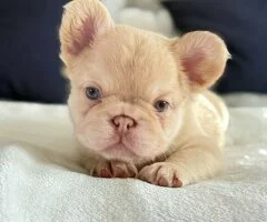 Preciosos cachorros de bulldog francés de 9 semanas. - 2