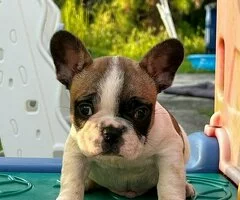Tengo tres preciosos cachorros de bulldog francés (cruz de carlino),