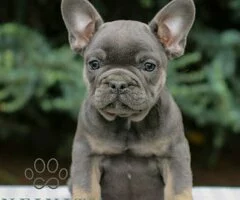 Bulldog francés. Machos y hembras disponibles