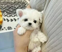 Regalo Mini Toy Cachorros Bichon Maltes