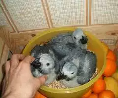 Loros Grises Africanos parlantes y huevos a la venta.