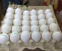 Loros Grises Africanos parlantes y huevos a la venta. - 2