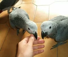 Loros Grises Africanos bien entrenados, con buen temperamento y huevos.