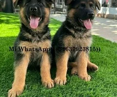 REGALO LINDO PASTOR ALEMAN CACHORROS,,Mi WhatsApp((+34637923815))