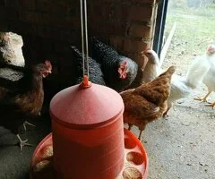 Casa con finca para reformar - 2