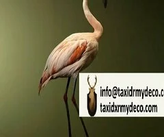 Flamenco Chileno Montado en Venta