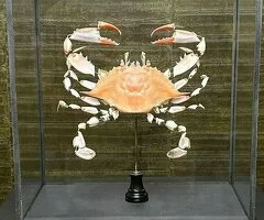 Cangrejo Azul Beauchêne en Venta