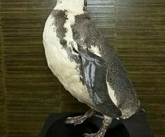 Hermoso Pingüino de Humboldt Montado en Venta