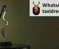 Taxidermia de Aves: Elegante y Económica