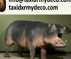 Hipopótamo Montado Completo en Venta