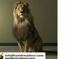 León Montado Completo en Taxidermia – En Venta