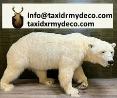 Oso Polar Montado Completo en Venta – Taxidermia