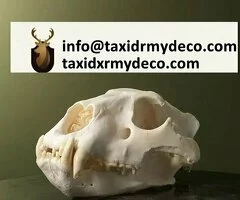 Comprar Calavera de León Hembra – Venta