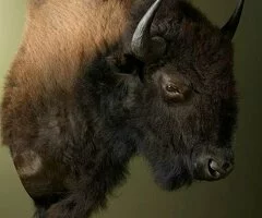 Bisonte Montado en Taxidermia – En Venta