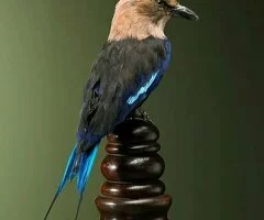 Se Vende Curruca de Vientre Azul Montada