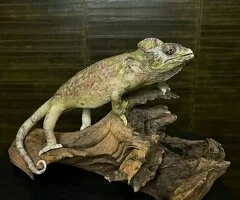 Camaleón Montado en Venta