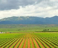 Técnico/a de Bodega