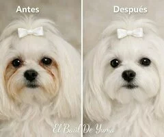 Rutina sencilla para limpiar lagrimales en perros blancos