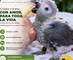 Loro gris africano (Yaco) disponible, criado a mano y muy sociable.