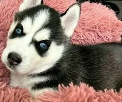 Cachorros de Husky Siberiano en adopción.