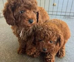 Cachorros adorables de Caniche Toy.