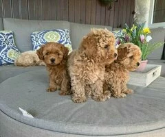 Adorables cachorros de Maltipoo