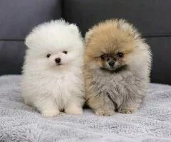 Cachorros de Pomerania de alta calidad