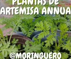 Plantas de Artemisa Annua en Tenerife