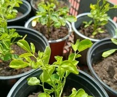 Plantas de Moringa en Tenerife