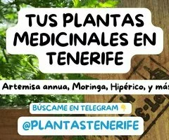 Plantas Medicinales en Tenerife