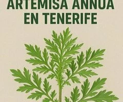 Productor de Artemisa Annua