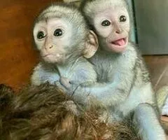 Monos capuchinos bebés inteligentes listos para la venta...