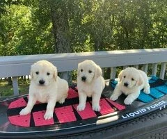 Cachorros Golden Retriever