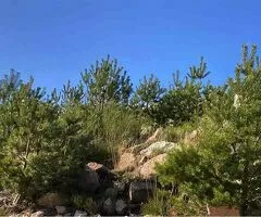 Compensación de la huella de carbono mediante la reforestación