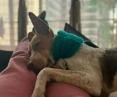 Paseo y Cuidado de Mascotas
