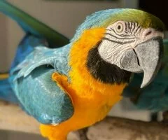 Guacamayos azules y dorados y loros Grises Africanos cariñosos disponibles.