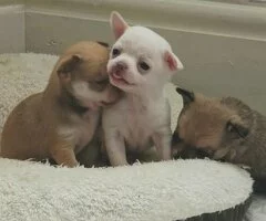 Regalo mini toy cachorros de raza chihuahua((+34711731404)