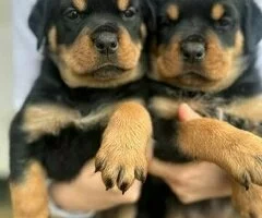 Cachorros rottweiler rechonchos(+34711731404)