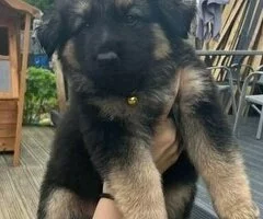 Espectaculares cachorros de pastor alemán.(+34711731404)