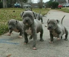 Cachorros de American Pitbull azules en adopción(+34711731404)