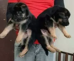 Regalo Fantastico Cachorros  Pastor Aleman