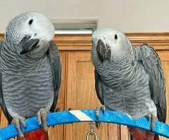 Aves Exóticas
