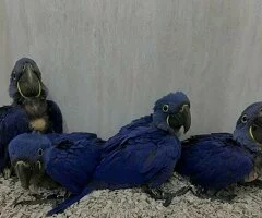 Loros Aves Exóticas