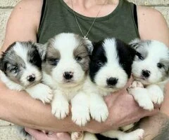 Regalo Cachorros Border Collies