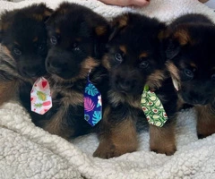 Regalo Fantastico Cachorros  Pastor Aleman